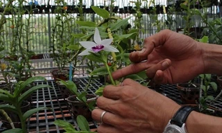 Chi 32 tỷ đồng mua 3 cây lan đột biến