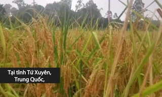 Tận mắt chiêm ngưỡng giống lúa cao bằng đầu người