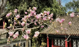 Cây mộc lan 400 năm tuổi nở hoa