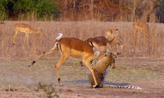 Linh dương thoát hàm báo hoa mai trong gang tấc