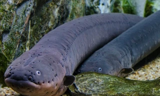 Điều gì xảy ra nếu rơi vào bể có 100 con lươn điện?