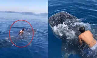 Người đàn ông cưỡi cá nhám voi ở Biển Đỏ