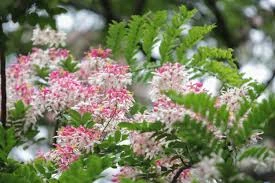 Ngắm muồng hoa đào bung nở đẹp mê hồn ở Hà Nội