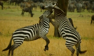 Ngựa vằn quyết chiến, giành quyền kiểm soát đàn