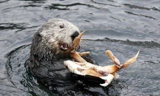 Rái cá Nam Mỹ lặn biển săn cua