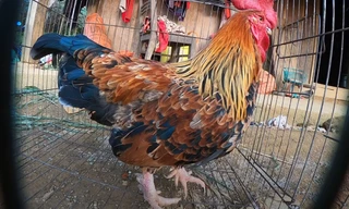 Kỳ lạ con ‘gà 9 cựa’ biến đổi giới tính ở Sơn La