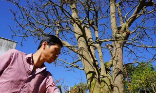 Cây mai cổ thụ dáng 'bay'