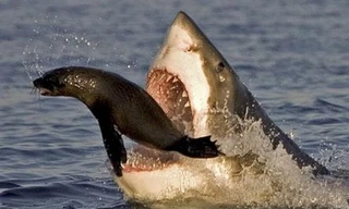 Chiến thuật giúp hải cẩu thoát khỏi hàm cá mập trong gang tấc