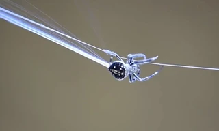 Cách loài nhện chăng tơ dài 25m vượt sông