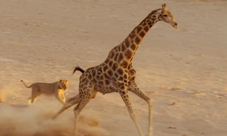 Đại gia đình sư tử đi săn hươu cao cổ