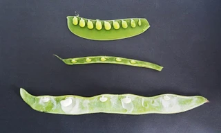 Vì sao các hạt trong quả đậu cách đều nhau?