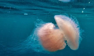 Lặn biển, bắt sứa bằng tay không ở Phú Yên