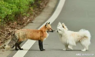 Đáng yêu “tréo ngoe” mùa dịch: Slogan “Hãy đứng yên” không dành cho các loài thú