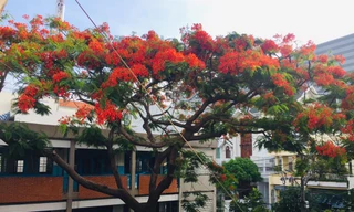 Rà soát cây xanh trường học toàn thành phố, phượng buồn không chỉ là tên một bài hát