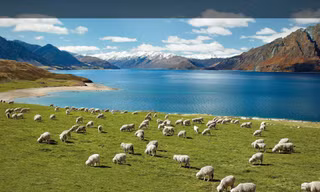 Bài dự thi “New Zealand - Bật mí trăm điều thú vị”: New Zealand và niềm mơ của bố