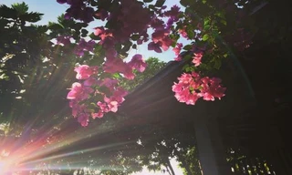 Cuộc thi viết Trà sữa cho tâm hồn: Mẹ à, hãy nhận lời cảm ơn và xin lỗi của con!