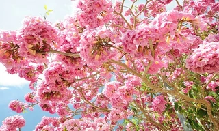 Cuộc thi viết Trà sữa cho tâm hồn: Chênh vênh mùa kèn hồng tháng Tư 