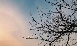 Cuộc thi viết Trà sữa cho tâm hồn: Cái cây cái sân trước nhà