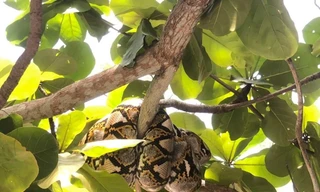 Hội An: Bật ngửa khi phát hiện “bé Na” nặng 30 kí trên nhành cây ở góc sân trường