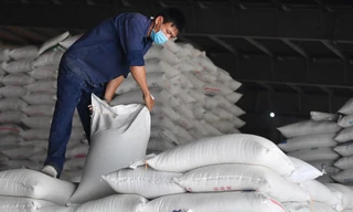 Đối thủ 'trượt dốc', giá gạo Việt xuất khẩu neo cao, đắt nhất thế giới