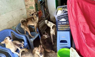 Vụ hộ dân nuôi 80 con chó: Vì sao hơn 10 tháng vẫn chưa đóng phạt?