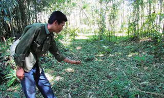 Câu cua trinh nữ ở Hòa Bình