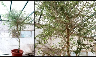 Hồi sinh cây được đề cập trong Kinh thánh từ hạt giống bí ẩn 1.000 năm tuổi 