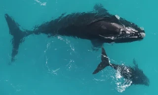 Cá voi có thể sống tới 150 năm, gấp đôi so với những gì chúng ta biết 