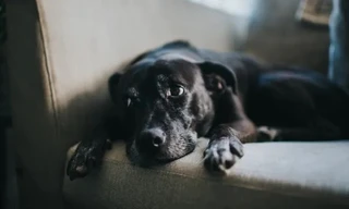 Chó có thể ngửi thấy mùi căng thẳng của con người 