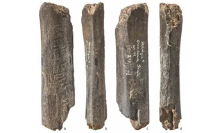 Bí ẩn tác phẩm nghệ thuật từ bộ xương gấu 130.000 năm tuổi