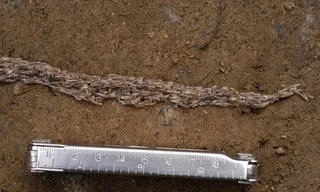 Loài 'sâu rắn' kỳ quái khiến giới khoa học bối rối 