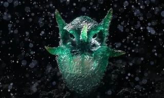 Loài cây ký sinh kỳ lạ, cau có giống con cú mèo