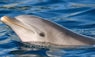 Cá heo ở biển Baltic tự nói chuyện với chính mình, dấu hiệu cô đơn?