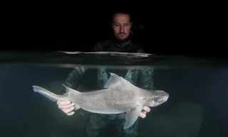 Phát hiện loài cá mập trắng ma quái cực hiếm 