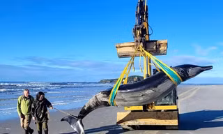 Cá voi hiếm nhất thế giới trôi dạt vào bờ biển New Zealand 