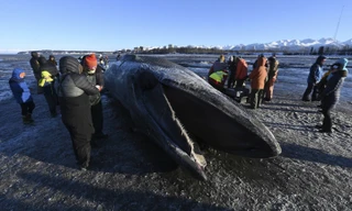 Xác cá voi khổng lồ trôi dạt vào bãi biển Alaska