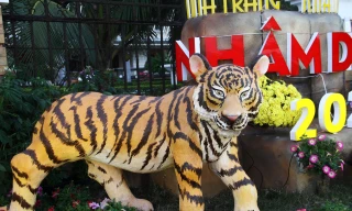 “Chúa sơn lâm” tại phố biển Nha Trang rất oai hùm