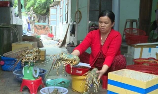 Tôm hùm nhà bà Thoa chết hàng loạt nên phải bán giá rẻ. Ảnh L.H