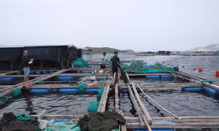Dân nuôi tôm hùm điêu đứng vì 20 tỷ đồng 'không cánh mà bay'