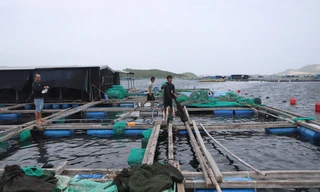 Dân nuôi tôm hùm điêu đứng vì 20 tỷ đồng 'không cánh mà bay'