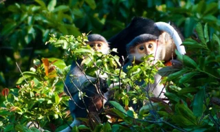 Voọc chà vá chân đen tại Khu dự trữ sinh quyển thế giới Núi Chúa. Ảnh PHẠM VŨ ĐIỆP.