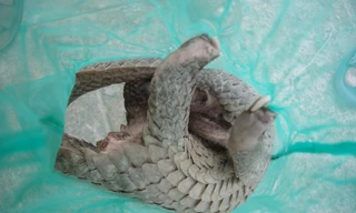 Bắt quả tang đối tượng chở nhiều động vật quý hiếm đi bán