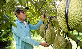 Sầu riêng Khánh Sơn sản xuất đến đâu, bán hết đến đó