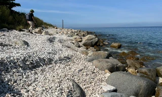 San hô chết trắng trôi dạt vào KBTB Hòn Mun