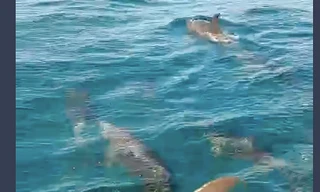 Cá heo xuất hiện trên vịnh Vân Phong