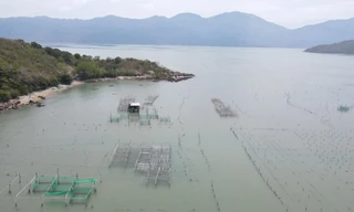 Khánh Hòa: Hàng trăm bãi cọc nuôi vẹm 'bủa vây' đầm Nha Phu