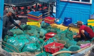 Bất thường tôm hùm, hàu nuôi chết hàng loạt