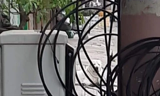 Nha Trang tiêu hủy con chó dữ cắn du khách nước ngoài nhập viện