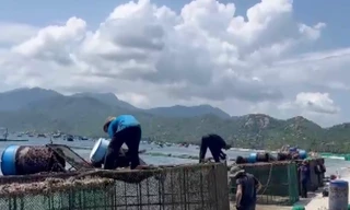 Chủ lồng bè nuôi tôm vẫn cho xả thải xuống biển ven vịnh Cam Ranh