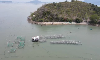 Đầm Nha Phu bị hàng trăm bãi cọc nuôi vẹm bao vây tứ bề
